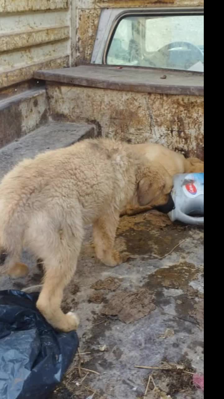 زنده گیری سگها 